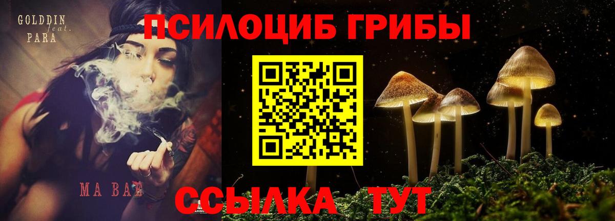 Ахтубинск  Псилоцибиновые грибы ЛСД  Псилоцибиновые грибы ЛСД  Вход с VPN 
